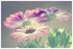 fiori fiori