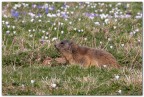 Marmotta a primavera