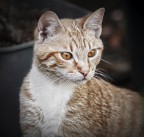 modello felino modello felino