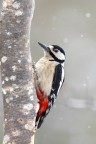 Picchio rosso con la neve Picchio rosso con la neve