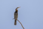 Keoladeo National Park. Marzo 2024