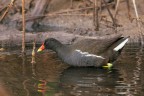 Gallinella-d'acqua_DSC04629