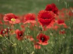 Papaveri Papaveri