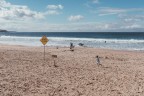 Manly Beach, Sydney

Maggio 2024