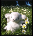 Pecorella bellaaaa Pecorella bellaaaa