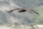 Avvoltoio Monaco