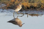 Piro-piro-boschereccio_Tringa-glareola_DSC05157 Piro-piro-boschereccio_Tringa-glareola_DSC05157