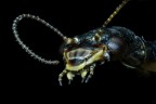 2024-05-19 23-13-04 (C,S1)56 stack 0.070 f4 laowa 25 100 asa

Famiglia Raphidiidae, detta anche mosca serpente.

Esempllare femmina