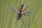 Cylindromya brassicaria su spiga