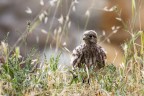 Cucciolo Di Falco Pellegrino