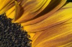 Euroflora06-Girasole Euroflora06-Girasole
