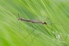 Tipule in accoppiamento Tipule in accoppiamento