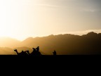 Silhouette nel deserto Silhouette nel deserto