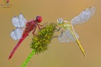 C.erythraea + S.fonscolombii C.erythraea + S.fonscolombii