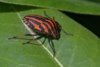 Graphosoma lineatus Graphosoma lineatus