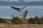 Aironi-cenerini_baruffa-per-un-pesce