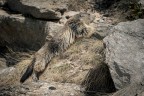Marmotta Marmotta
