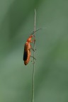 Rhagonycha fulva Rhagonycha fulva