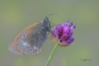 Coenonympha-glycerion_DSC7693 Coenonympha-glycerion_DSC7693