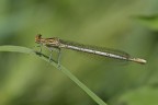 Platycnemis pennipes Platycnemis pennipes