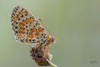melitaea Didyma1 melitaea Didyma1