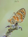 Melitaea Didyma2 Melitaea Didyma2