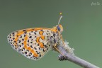 Ritratto Melitaea Didyma Ritratto Melitaea Didyma