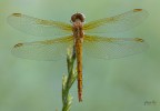 Libellula Libellula