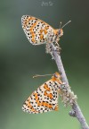 TWO Melitaea is meglio che one TWO Melitaea is meglio che one