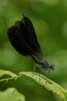 Caleopteryx haemorroidalis Caleopteryx haemorroidalis