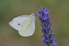 Pieride in alimentazione Pieride in alimentazione