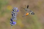 Macroglossum stellatarum Macroglossum stellatarum