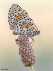 Melitaea didyma Melitaea didyma