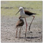 All'ombra di mamma All'ombra di mamma