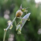 a testa in giu' a testa in giu'