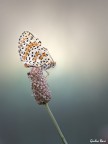 Melitaea didyma Melitaea didyma