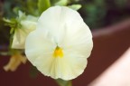 Fiori Fiori