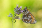 Melitaea athalia Melitaea athalia