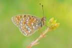 Argynnis niobe Argynnis niobe