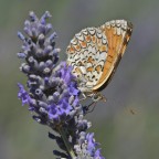 Melitaea didyma Melitaea didyma