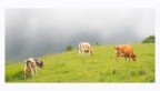 al pascolo nebbioso al pascolo nebbioso