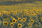 Girasoli_Lug2024_3 Girasoli_Lug2024_3
