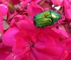 verde metallizzato