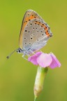 Lycaena alciphron Lycaena alciphron