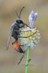 Sphex-funerarius_DSC00503 Sphex-funerarius_DSC00503