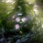 Fiore di bosco Fiore di bosco