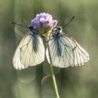 Macro_Helios_Giu2024 Macro_Helios_Giu2024