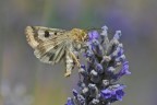 Heliothis su lavanda Heliothis su lavanda