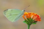 Pieris brassicae Pieris brassicae