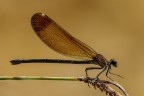 Calopteryx haemorrhoidalis Calopteryx haemorrhoidalis